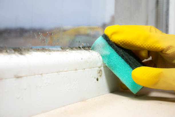 Best Post-Flood Mold Remediation in Goose Creek, SC