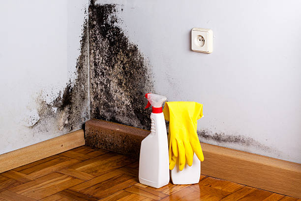 Best Attic Mold Remediation in Goose Creek, SC